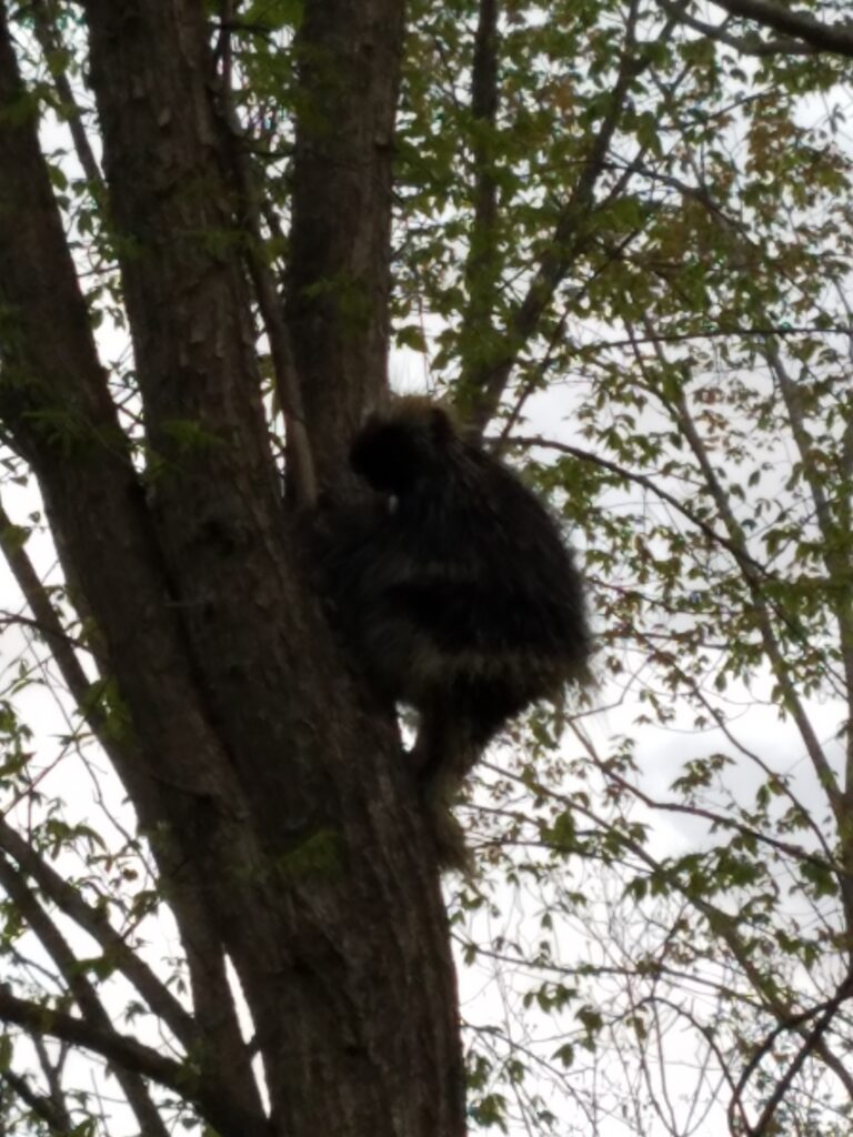 Porcupine climbing a tree