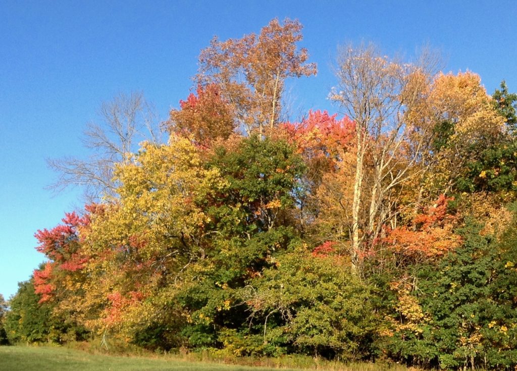 Fall Leaves