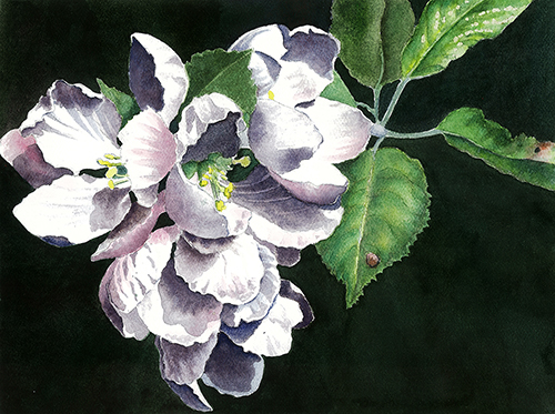 painting of apple blossoms